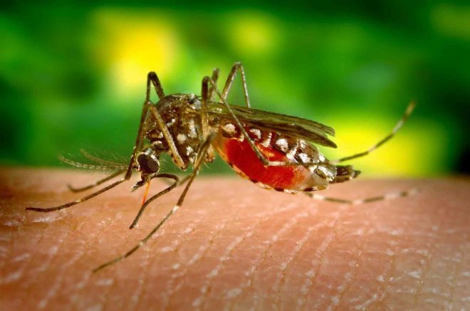 Zika: datos a tener en cuenta