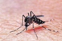 Dengue: Síntomas y cuidados